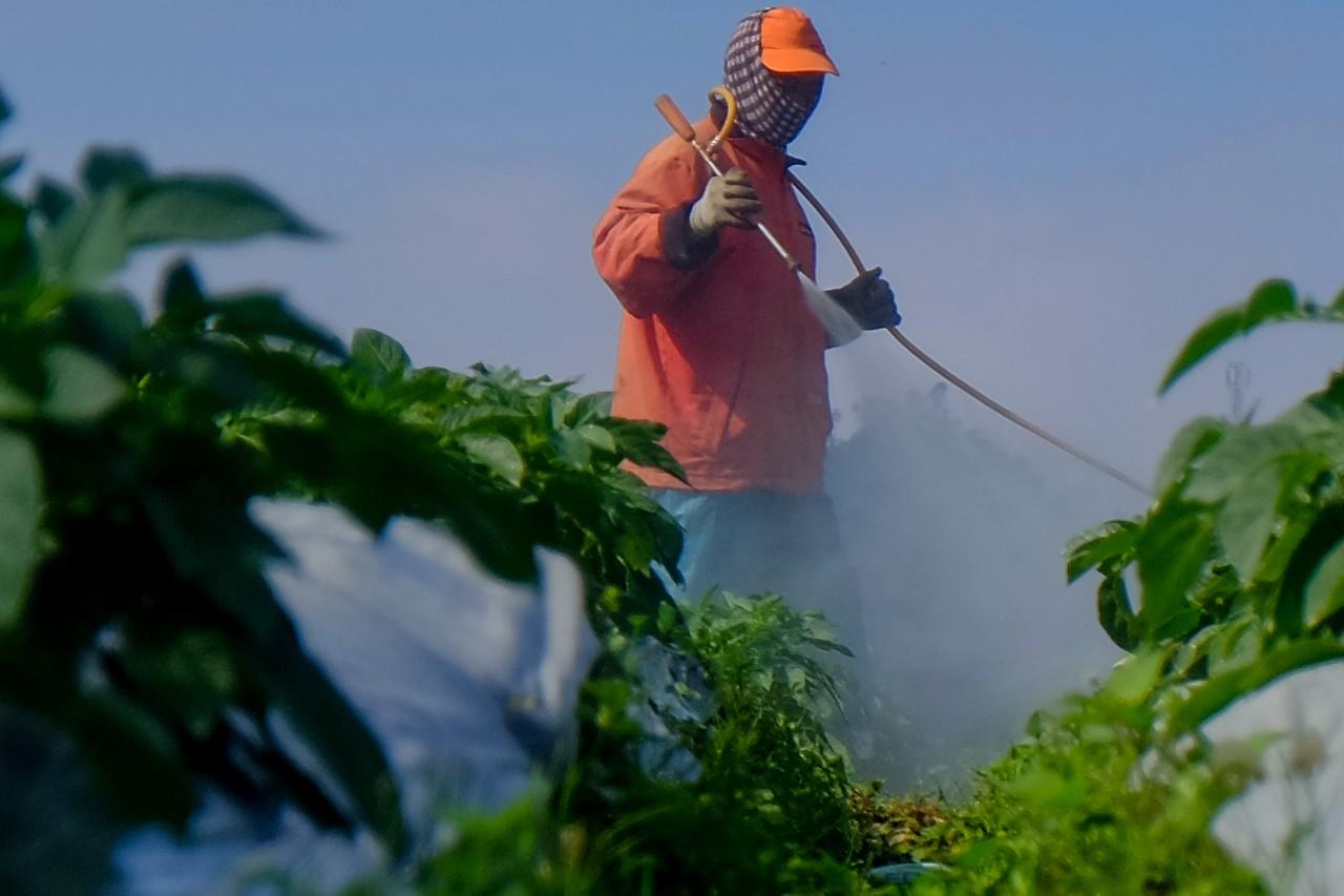 Urea Market Regional Price Analysis